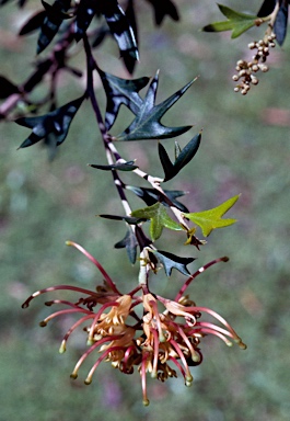 APII jpeg image of Grevillea 'Old Gold'  © contact APII