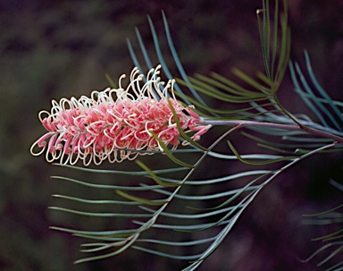 APII jpeg image of Grevillea 'Pink Surprise'  © contact APII