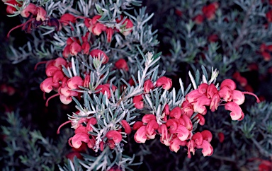 APII jpeg image of Grevillea 'Poorinda Illumina'  © contact APII