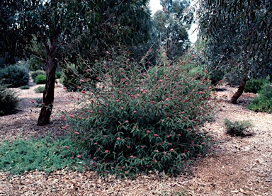 APII jpeg image of Grevillea 'Poorinda Peter'  © contact APII