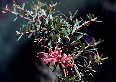 APII jpeg image of Grevillea 'Poorinda Pink Coral'  © contact APII