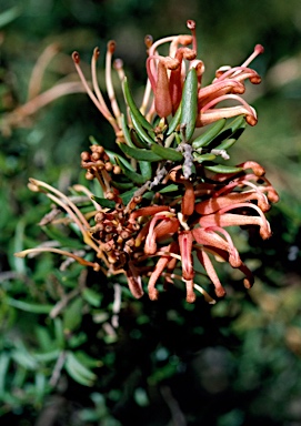 APII jpeg image of Grevillea 'Poorinda Queen'  © contact APII