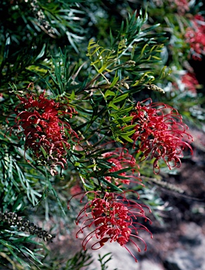 APII jpeg image of Grevillea 'Robyn Gordon'  © contact APII