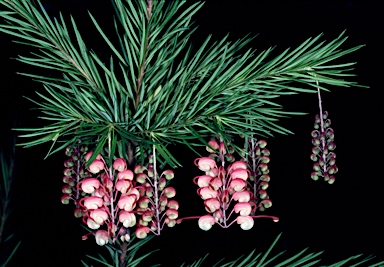 APII jpeg image of Grevillea rosmarinifolia 'Rosy Posy'  © contact APII