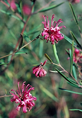 APII jpeg image of Grevillea 'Shirley Howie'  © contact APII