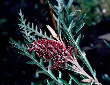 APII jpeg image of Grevillea 'Simply Sarah'  © contact APII