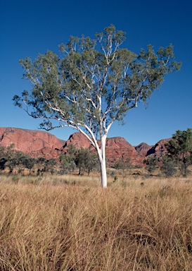 APII jpeg image of Corymbia bella  © contact APII