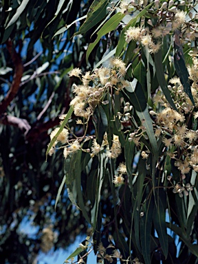 APII jpeg image of Corymbia polycarpa  © contact APII