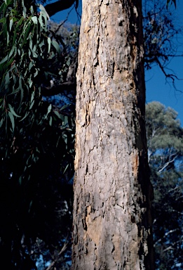 APII jpeg image of Corymbia eximia  © contact APII