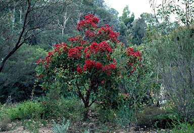 APII jpeg image of Corymbia ficifolia  © contact APII