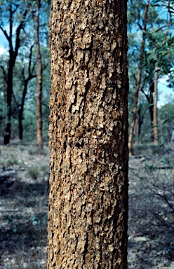 APII jpeg image of Corymbia scabrida  © contact APII