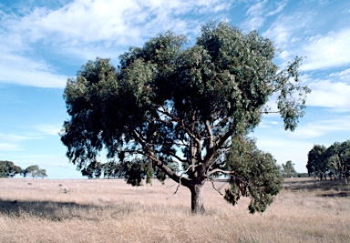 APII jpeg image of Eucalyptus aggregata  © contact APII