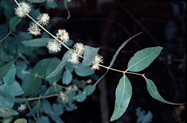 APII jpeg image of Eucalyptus benthamii  © contact APII