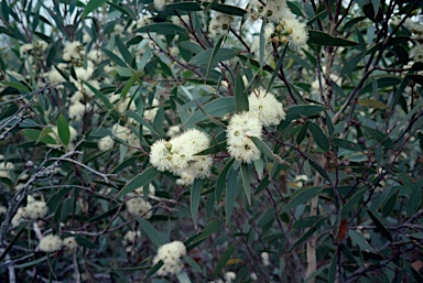 APII jpeg image of Eucalyptus burgessiana  © contact APII