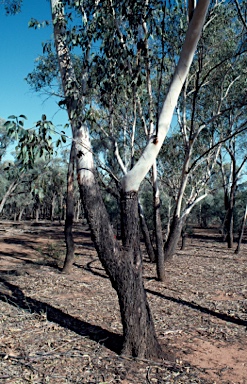 APII jpeg image of Eucalyptus cambageana  © contact APII