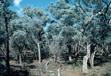 APII jpeg image of Eucalyptus cinerea subsp. cinerea  © contact APII