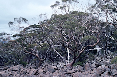 APII jpeg image of Eucalyptus coccifera  © contact APII