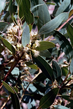 APII jpeg image of Eucalyptus cooperiana  © contact APII