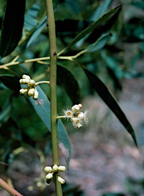 APII jpeg image of Eucalyptus cooperiana  © contact APII