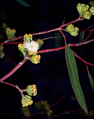 APII jpeg image of Eucalyptus corrugata  © contact APII