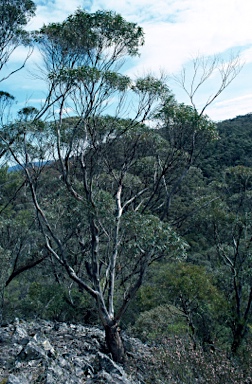 APII jpeg image of Eucalyptus dendromorpha  © contact APII