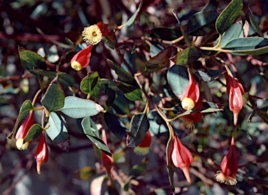 APII jpeg image of Eucalyptus dolichorhyncha  © contact APII