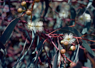 APII jpeg image of Eucalyptus ebbanoensis  © contact APII