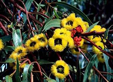 APII jpeg image of Eucalyptus erythrocorys  © contact APII