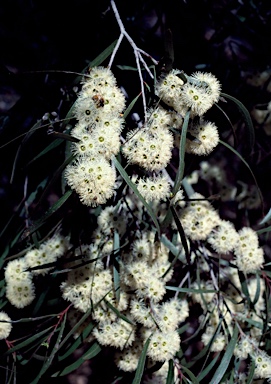 APII jpeg image of Eucalyptus gracilis  © contact APII