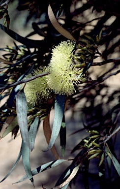 APII jpeg image of Eucalyptus histophylla  © contact APII