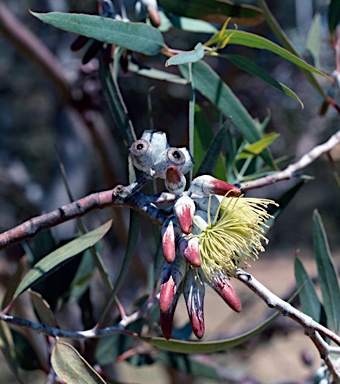 APII jpeg image of Eucalyptus incerata  © contact APII