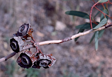 APII jpeg image of Eucalyptus kingsmillii  © contact APII