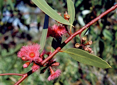 APII jpeg image of Eucalyptus lansdowneana  © contact APII