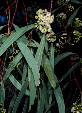 APII jpeg image of Eucalyptus largiflorens  © contact APII