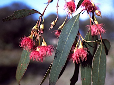 APII jpeg image of Eucalyptus leucoxylon  © contact APII