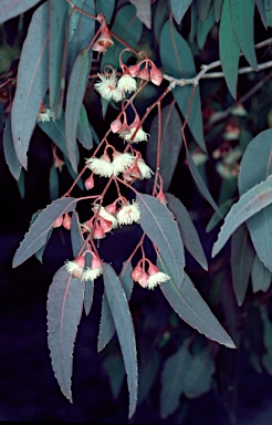 APII jpeg image of Eucalyptus longifolia  © contact APII