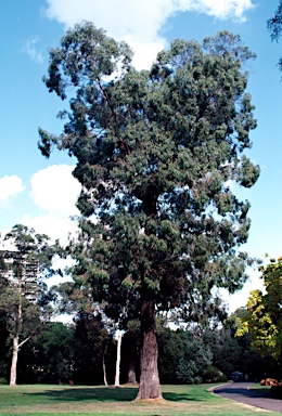 APII jpeg image of Eucalyptus macarthurii  © contact APII