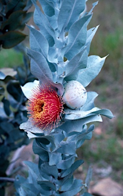 APII jpeg image of Eucalyptus macrocarpa subsp. macrocarpa  © contact APII