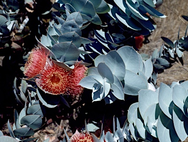 APII jpeg image of Eucalyptus macrocarpa subsp. elachantha  © contact APII