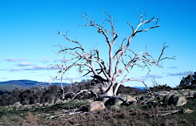 APII jpeg image of Eucalyptus mannifera  © contact APII