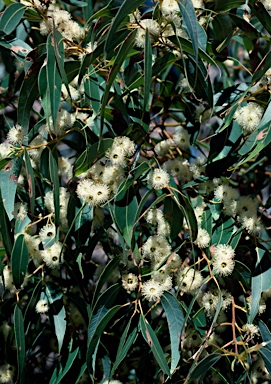 APII jpeg image of Eucalyptus marginata  © contact APII