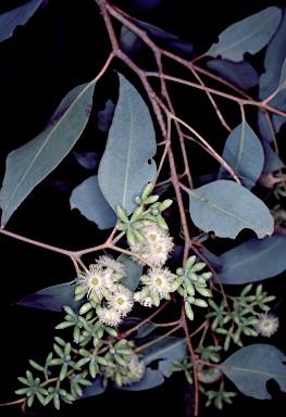 APII jpeg image of Eucalyptus microcarpa  © contact APII