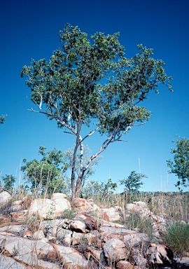 APII jpeg image of Eucalyptus miniata  © contact APII