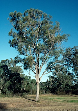 APII jpeg image of Eucalyptus moluccana  © contact APII