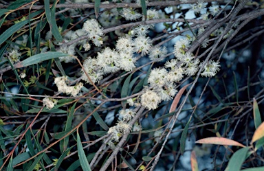 APII jpeg image of Eucalyptus moorei subsp. moorei  © contact APII