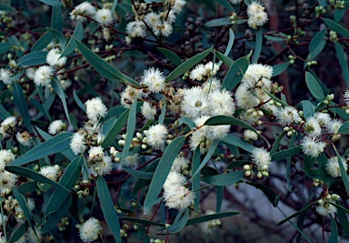 APII jpeg image of Eucalyptus morrisii  © contact APII