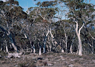 APII jpeg image of Eucalyptus pauciflora subsp. pauciflora  © contact APII