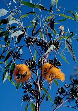 APII jpeg image of Eucalyptus phoenicea  © contact APII