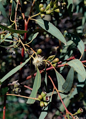 APII jpeg image of Eucalyptus pilbarensis  © contact APII