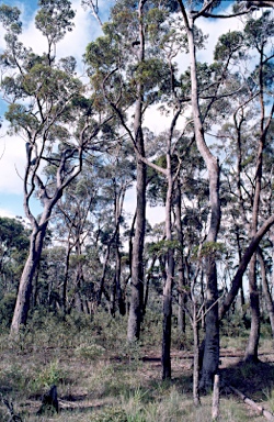 APII jpeg image of Eucalyptus piperita  © contact APII